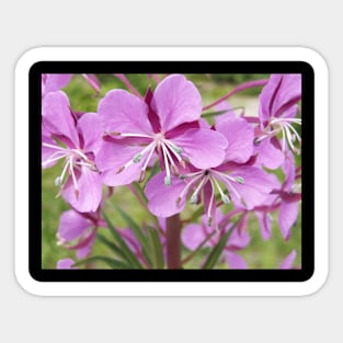 Violet flowers Sticker